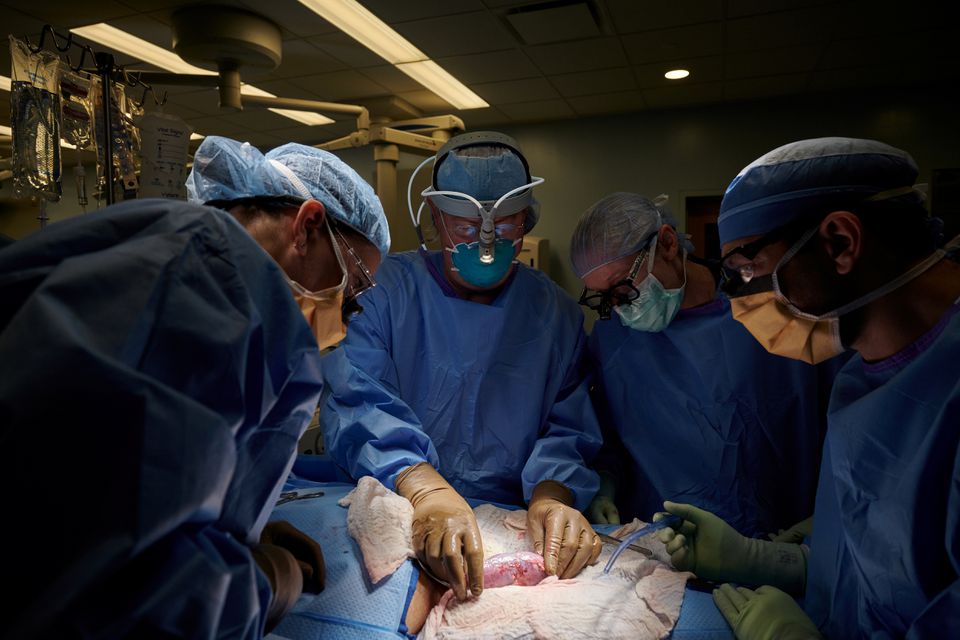 У США хірурги вперше пересадили людині нирку генномодифікованої свині