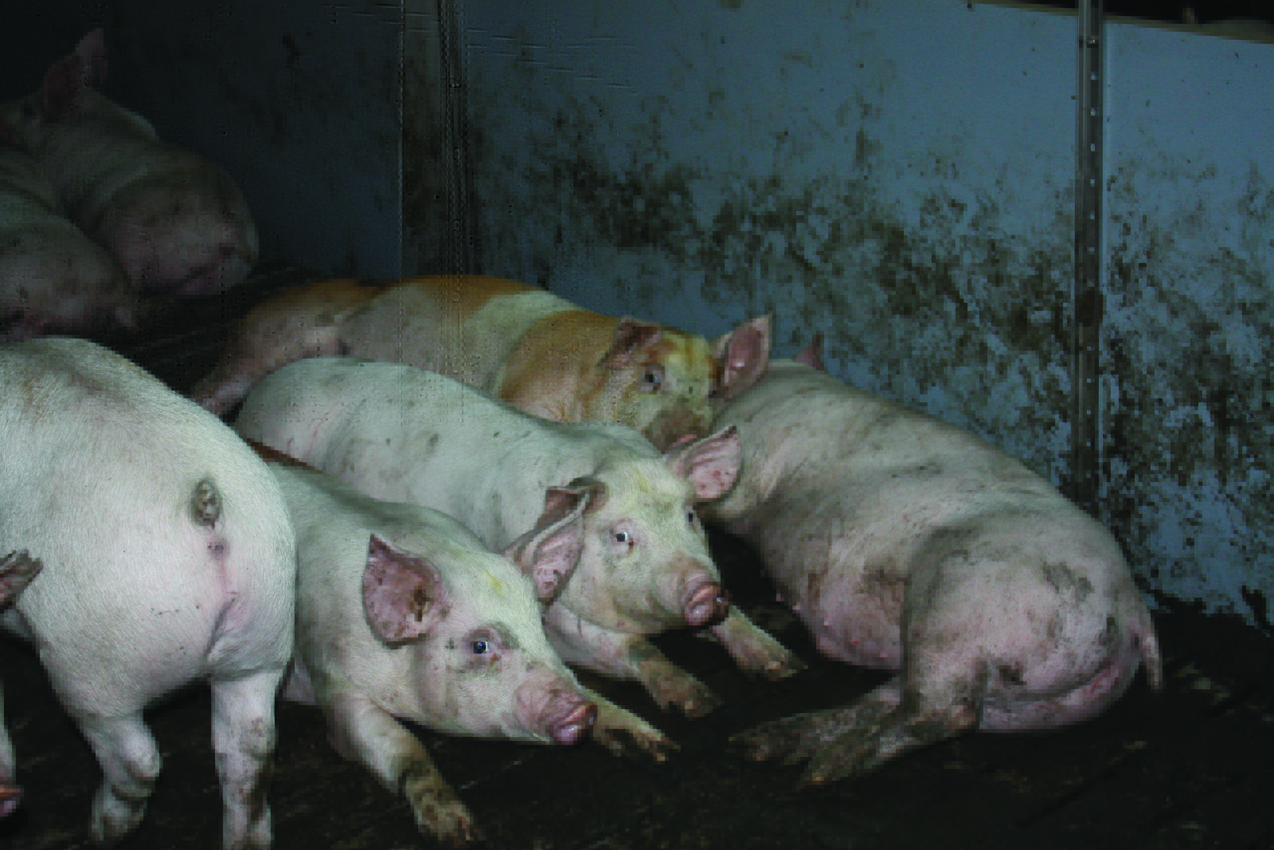 У Росії заражених АЧС свиней годували відходами з “ковідної” лікарні