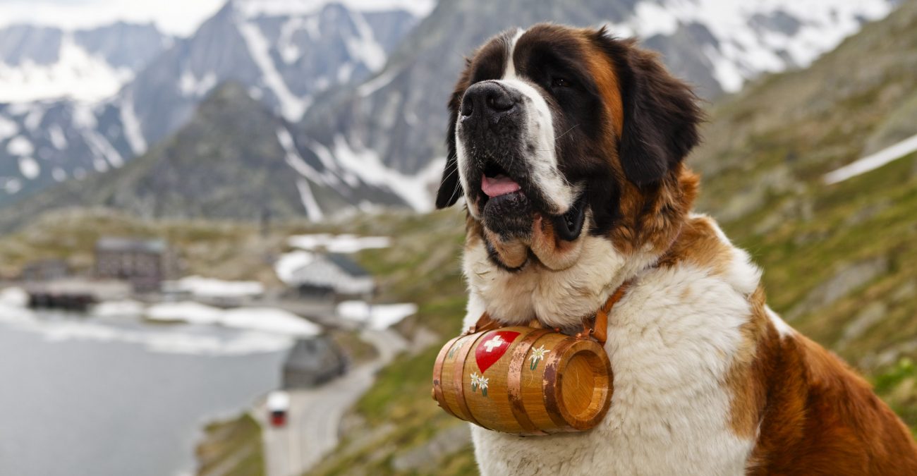 У Швейцарії врятували з-під лавини туристів завдяки собакам