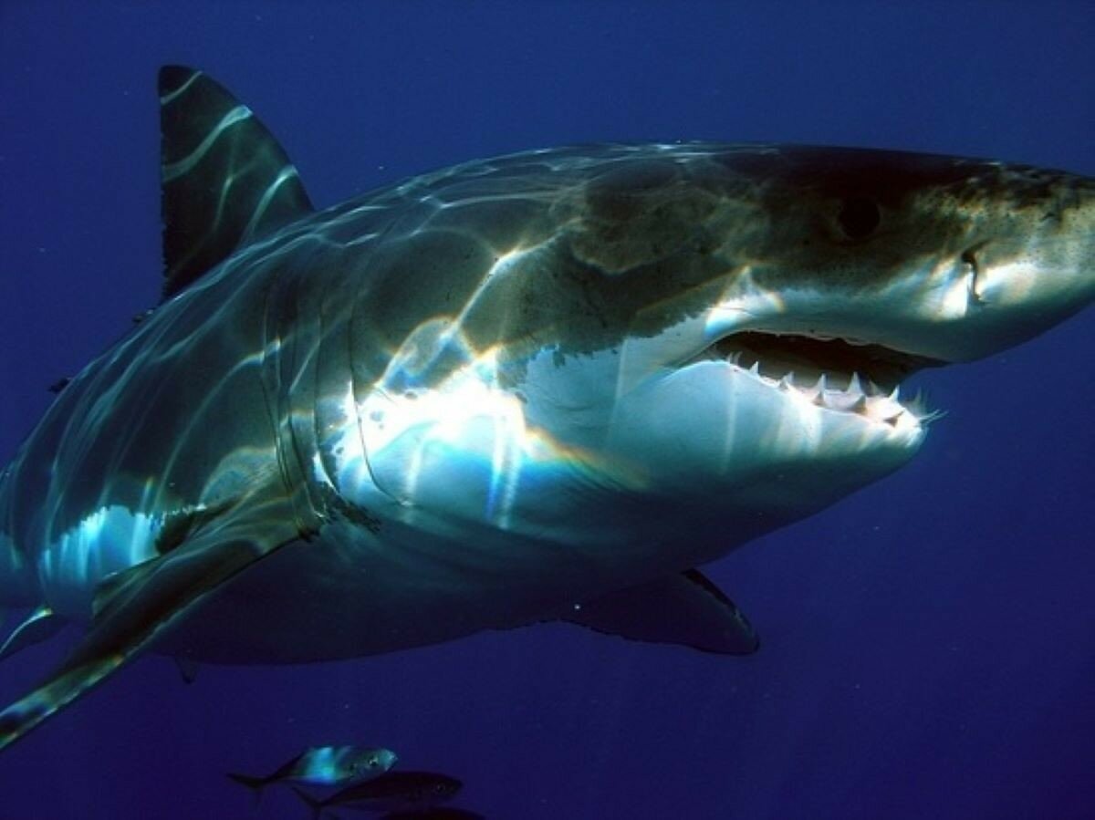 У Новій Зеландії виявили акул, що світяться в темряві