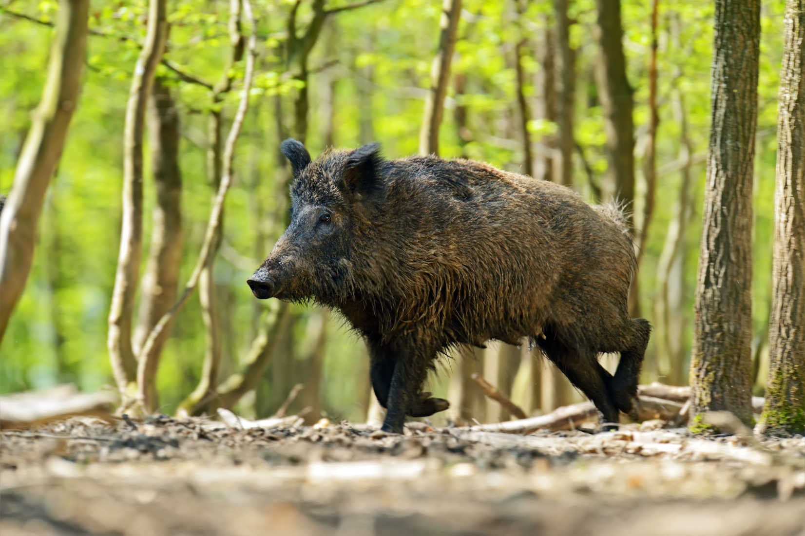 Вчені виявили у диких свиней “рятувальну поведінку”